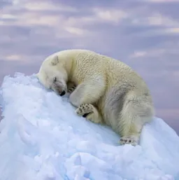 Understanding the climatic greenhouse effect